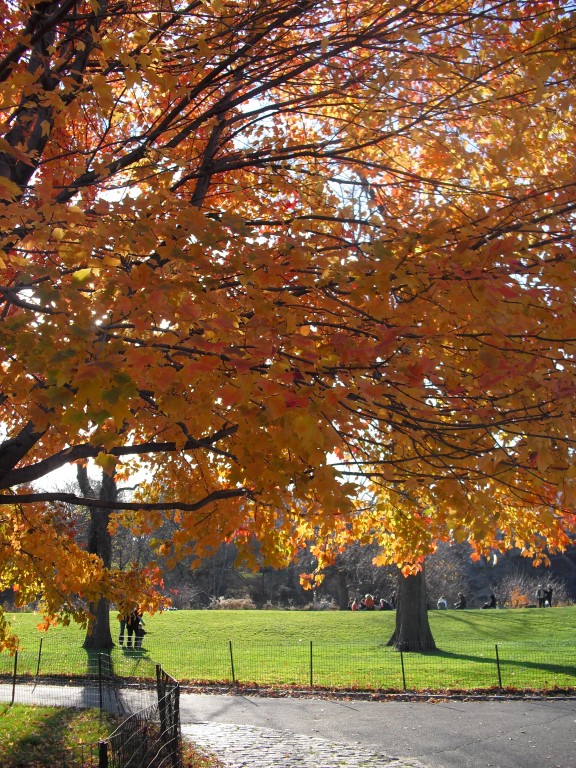 Herfstkleuren in Central Park