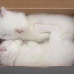 white kittens in a box