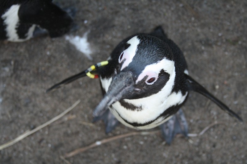 Pinguin Artis